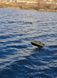 Скоростной кораблик с глубиномером и GPS навигацией для завоза прикормки Dr.Boat Varvar 83 см VRGPS83S фото 17